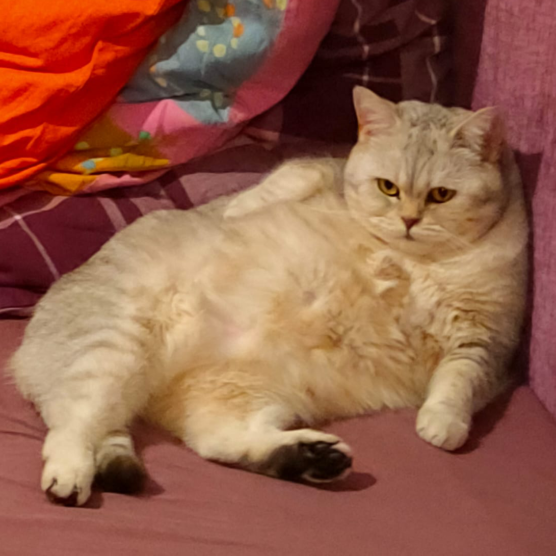 LUIS Cat